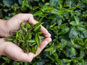 La Camellia Sinensis L. e i Segreti della Pianta del Tè